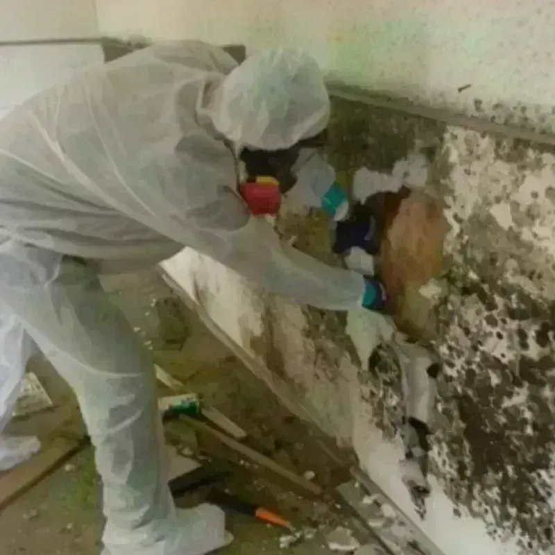 Mold Remediation and Removal in Greenville, OH